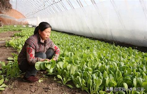 小白菜生長週期|小白菜如何種植